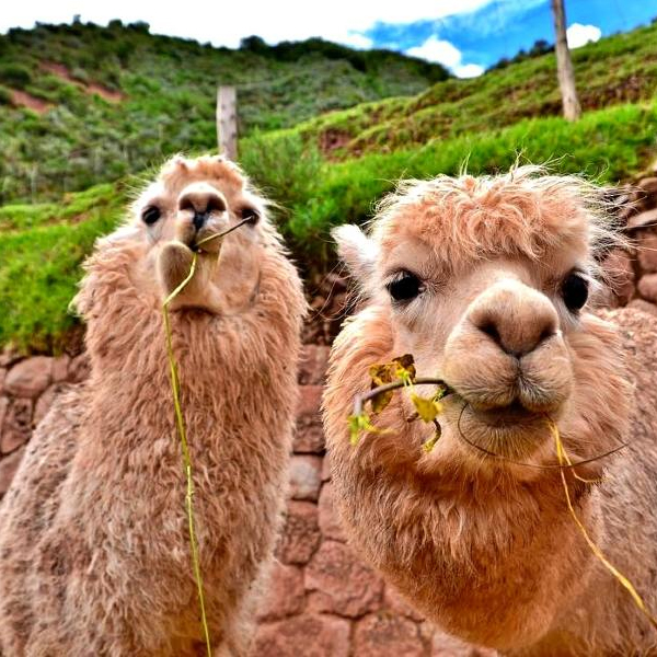 De Arequipa al Valle Sagrado (Cusco)