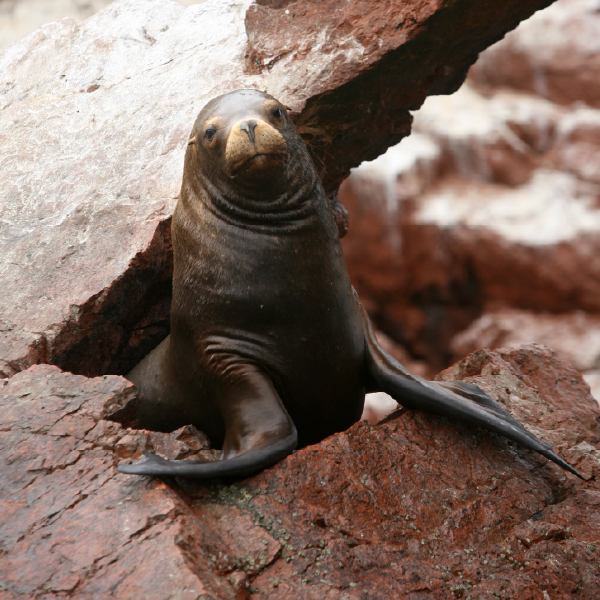 Tour a Lima, Ciudad de los Reyes – Viaje a Paracas